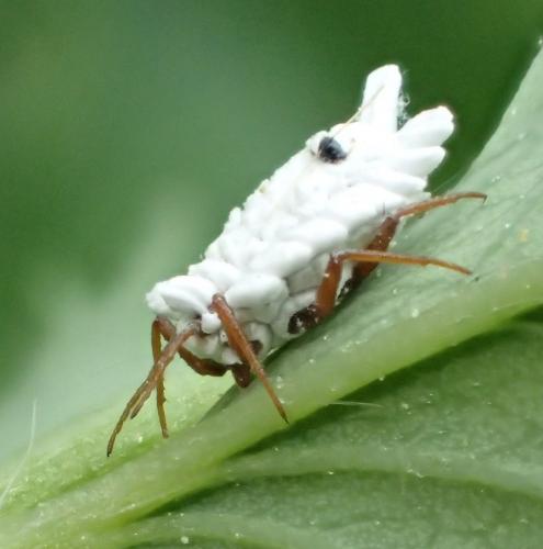 Orthezia urticae